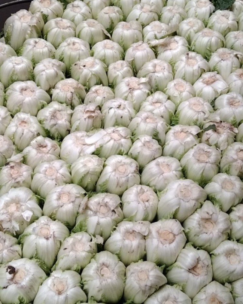 白菜
