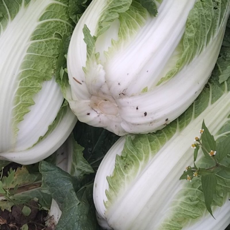 白菜