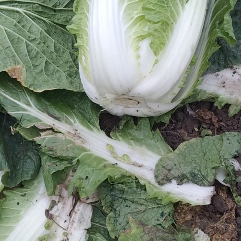 白菜