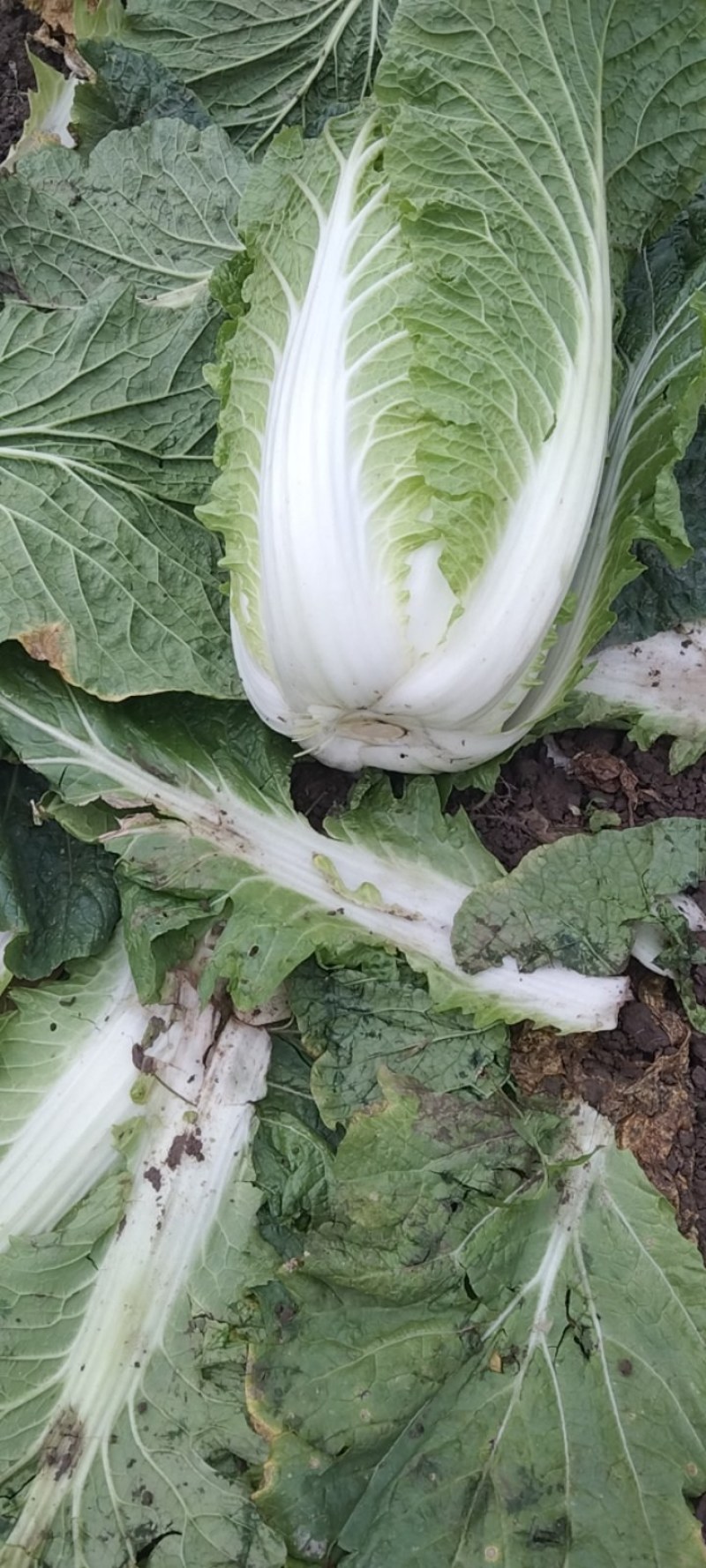 白菜