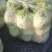 精品大白菜！毛菜六到八斤！质量好！价格合理！货源充足！
