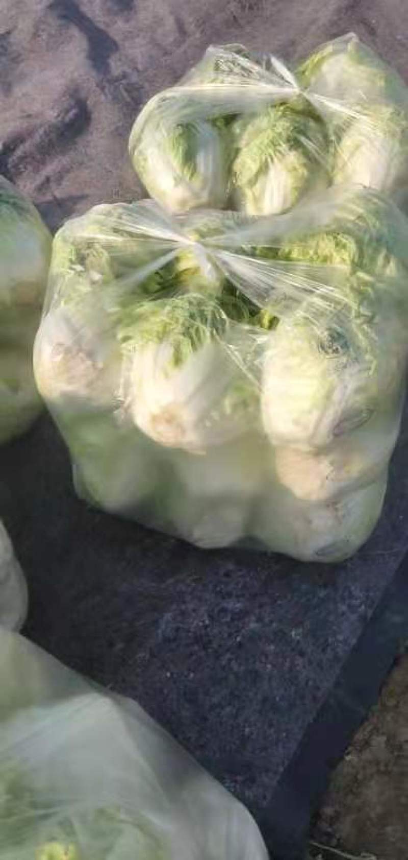 精品大白菜！毛菜六到八斤！质量好！价格合理！货源充足！