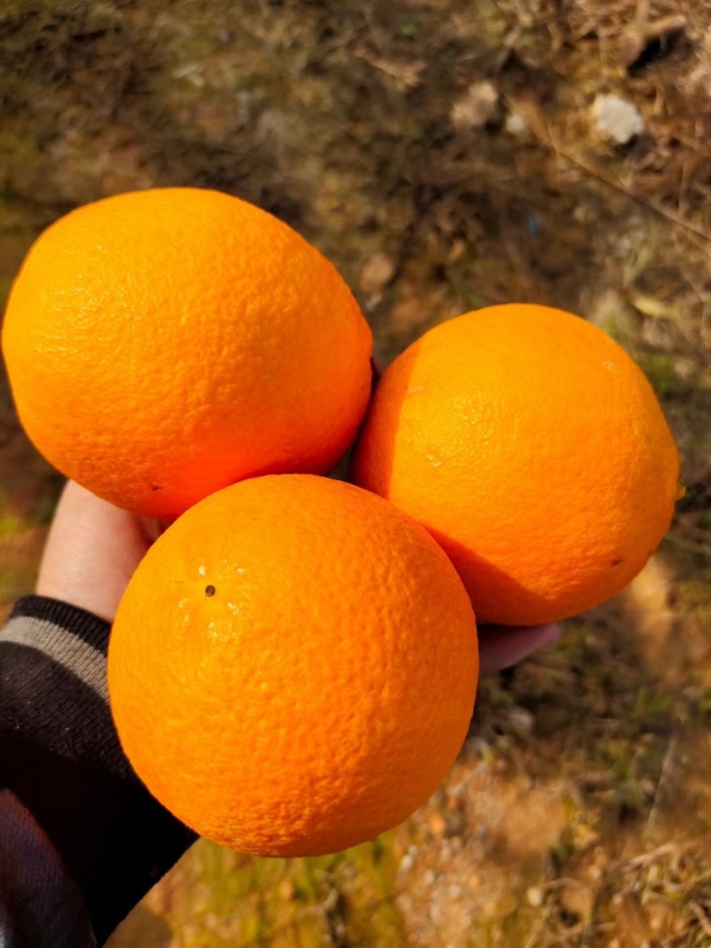 全州县脐橙口感好脆甜饱满多汁