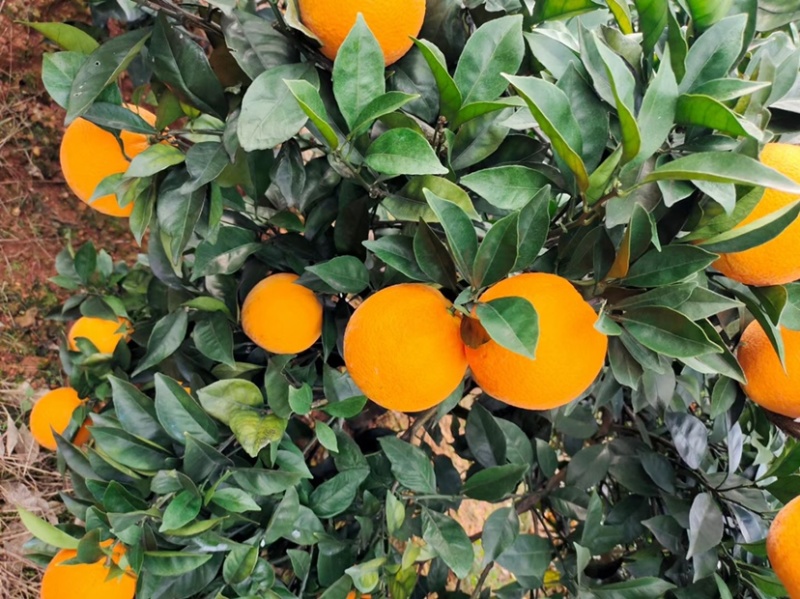 全州县脐橙口感好脆甜饱满多汁