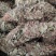 化石草~猪腰草~新货~1公斤起售~诚信合作~