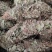 化石草~猪腰草~新货~1公斤起售~诚信合作~