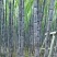韶关黑皮甘庶大量上市，质优价廉，基地直供一手货源
