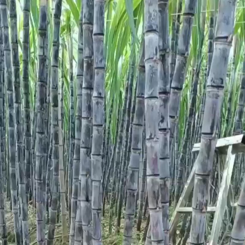韶关黑皮甘庶大量上市，质优价廉，基地直供一手货源