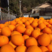 纽荷尔脐橙秭归脐橙长虹脐橙可视频看货果园现摘现发