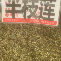 中药材半枝莲新货，半枝莲