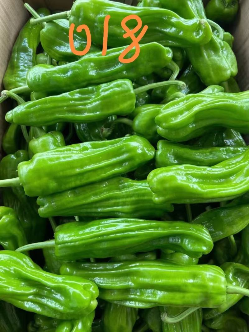 大家族精质018特大果薄皮椒种子青果黄绿色辣椒种子抗病