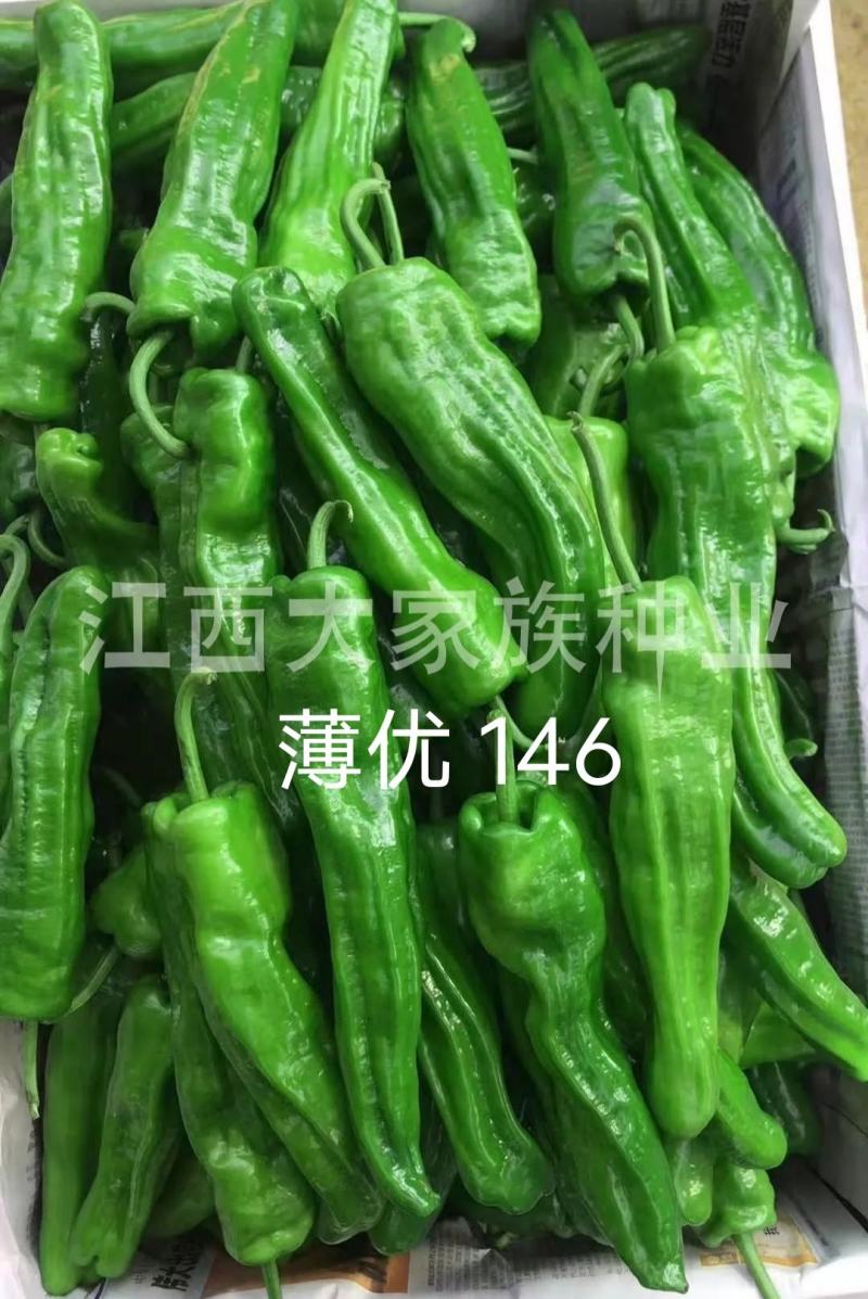 大家族薄优146大果薄皮椒种子长果大果灯笼形辣椒种子高产