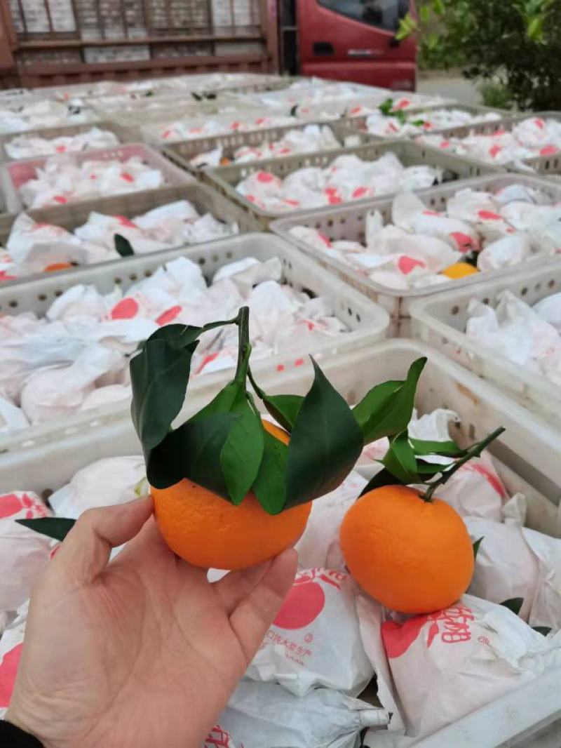 爱媛果冻橙产地一手货源对接全国一切渠道供应