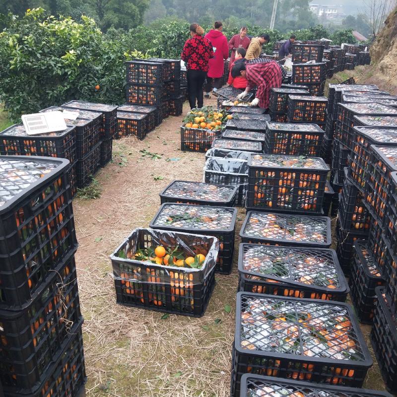 爱媛果冻橙产地一手货源对接全国一切渠道供应