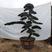 斜飘小叶罗汉松造型树15公分小叶罗汉松.黑松