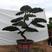 斜飘小叶罗汉松造型树15公分小叶罗汉松.黑松