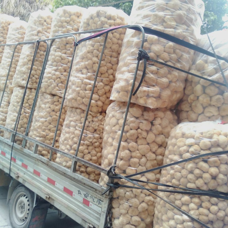 猴头菇，各种规格猴头菇大量上市，产地直销营养价值高