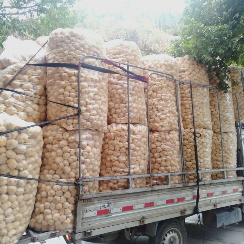 猴头菇，各种规格猴头菇大量上市，产地直销营养价值高