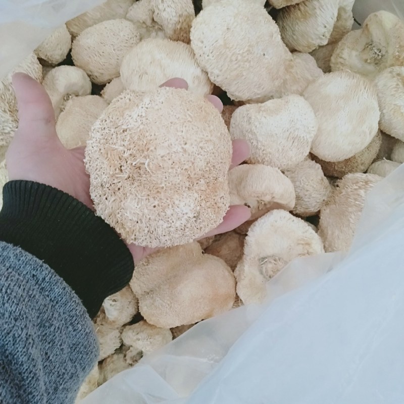 猴头菇，各种规格猴头菇大量上市，产地直销营养价值高