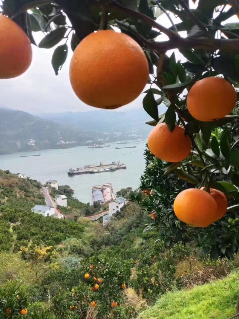 秭归脐橙，皮薄色艳，肉嫩多汁，地头看果，果园直销