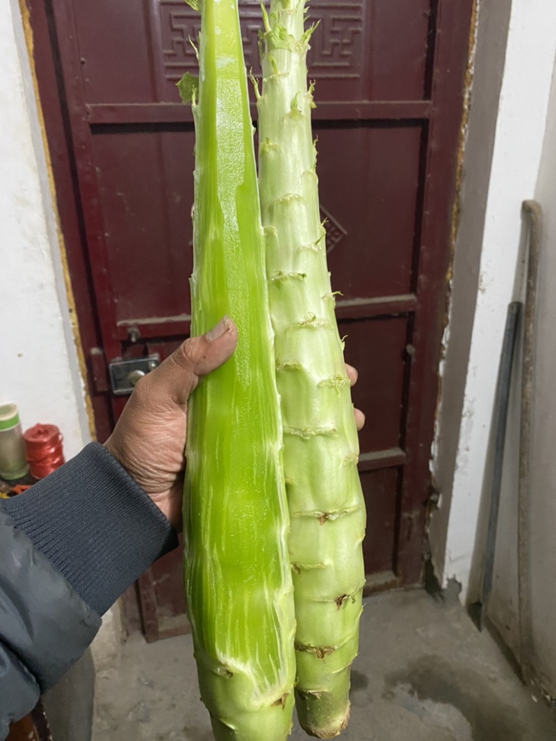 莴苣红叶莴笋杆子不空心不脱节质量非常价格便宜