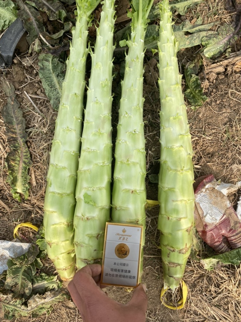 莴苣红叶莴笋杆子不空心不脱节质量非常价格便宜