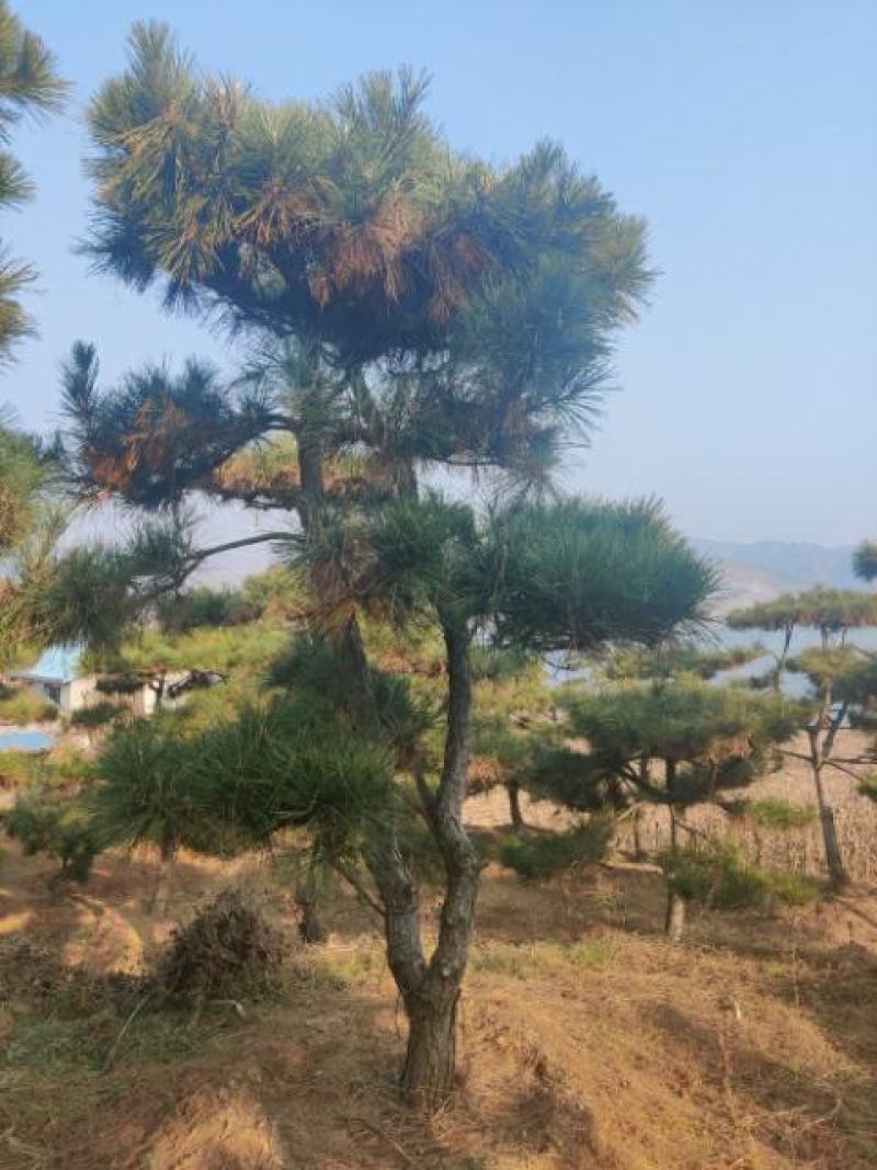 造型松
