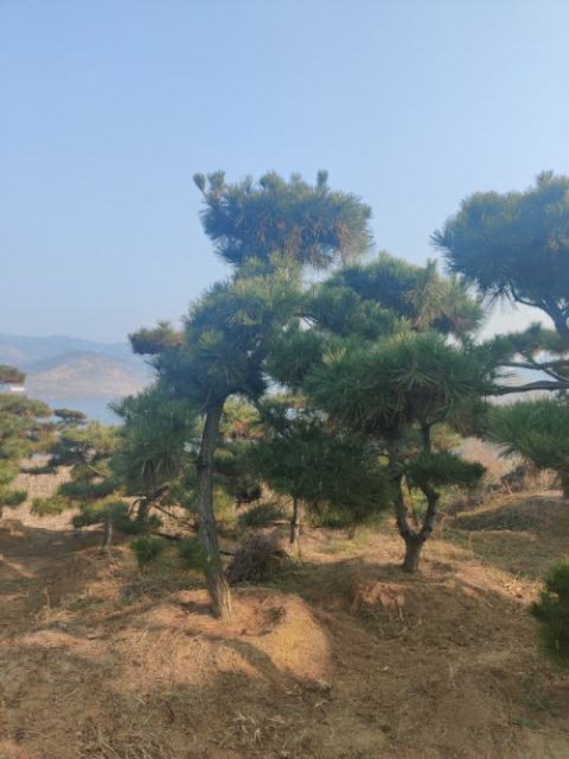造型松