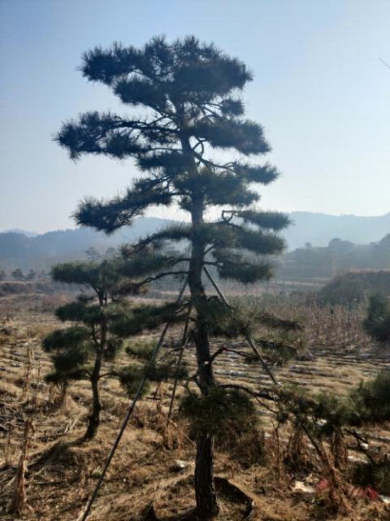 造型松