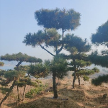 造型松