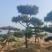 造型松