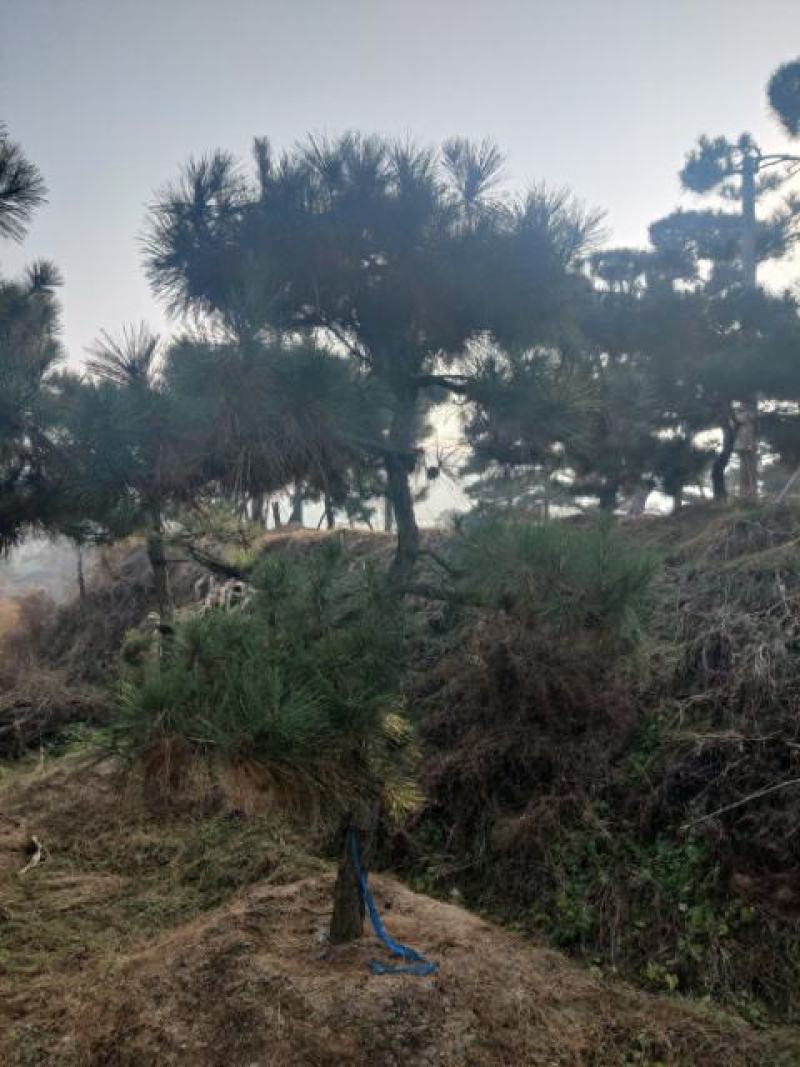 造型松
