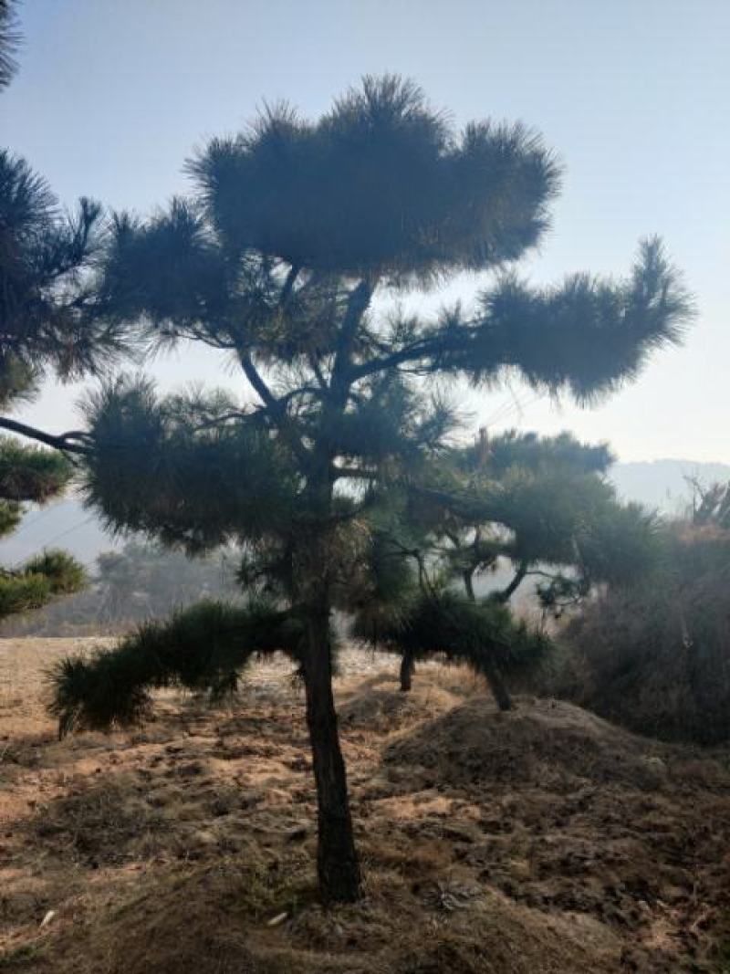 造型松