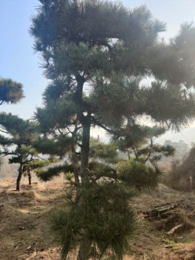 造型松