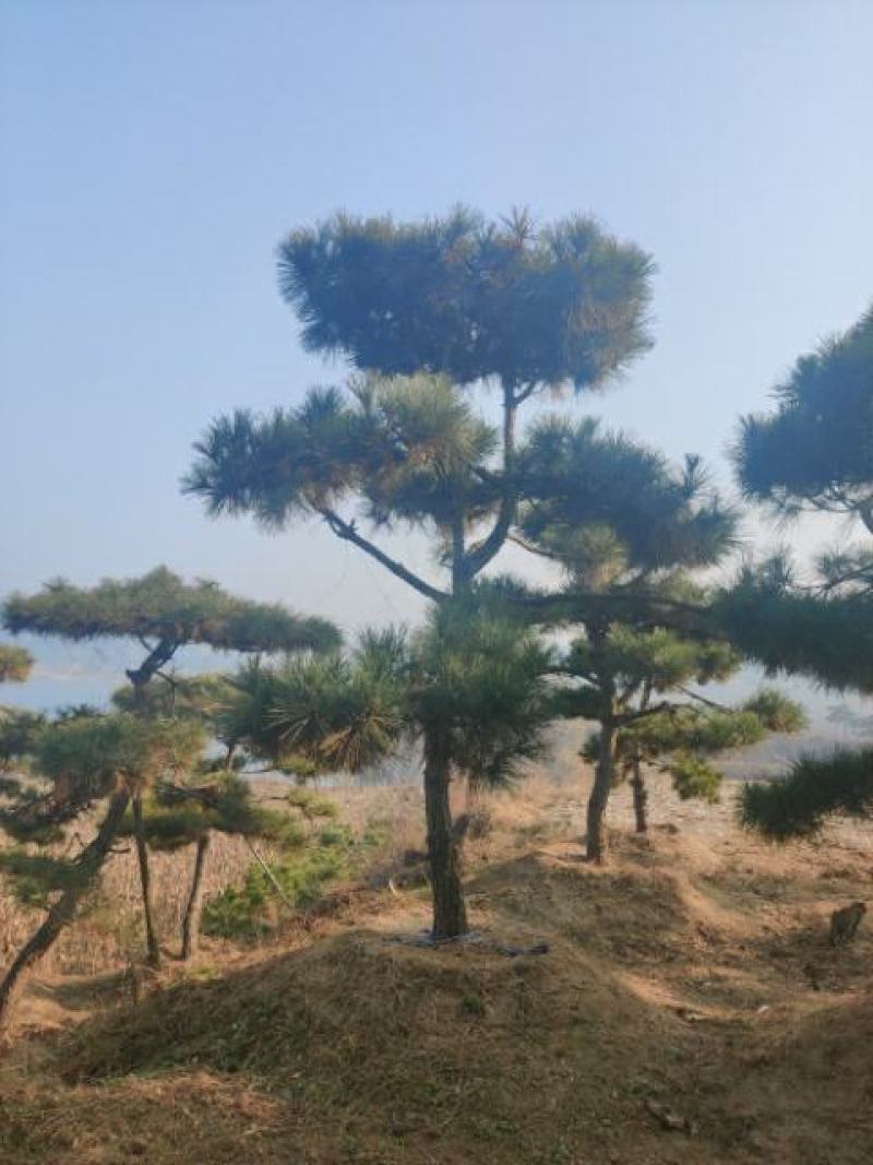 造型松