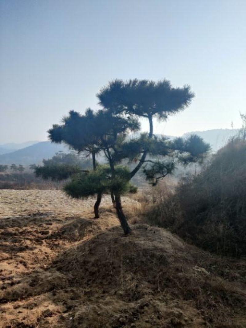 造型松
