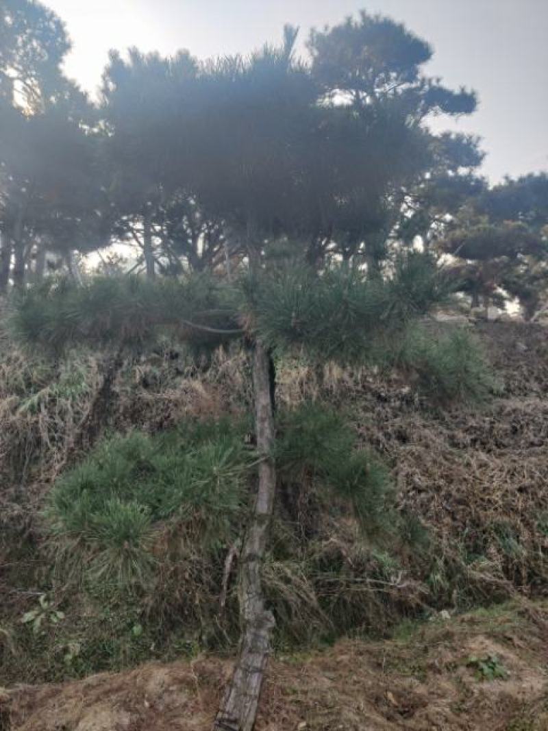 造型松