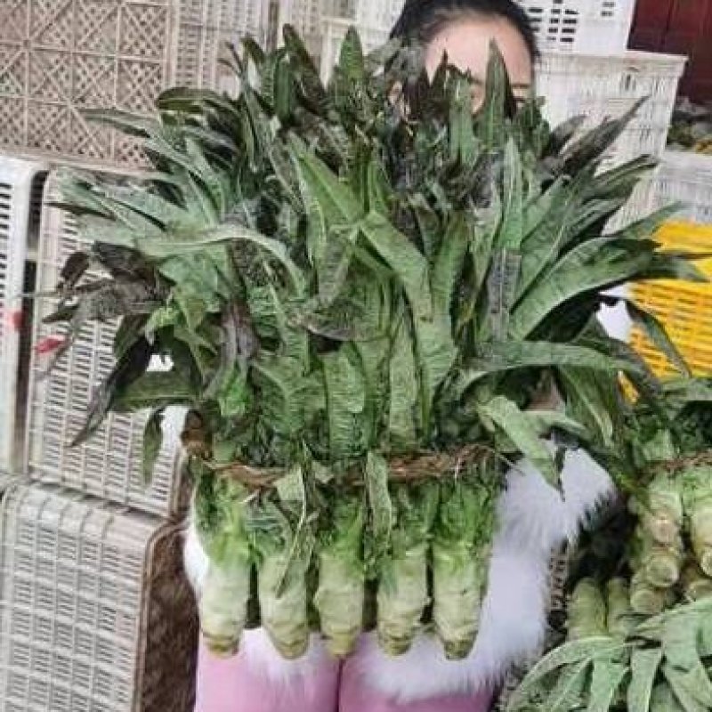 东台莴苣大量上市