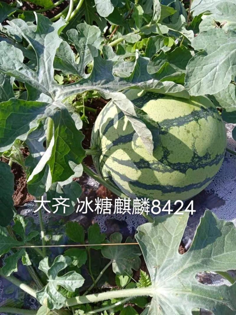 厂家直销西瓜种子大齐冰糖麒麟特8424西瓜种籽不易裂果