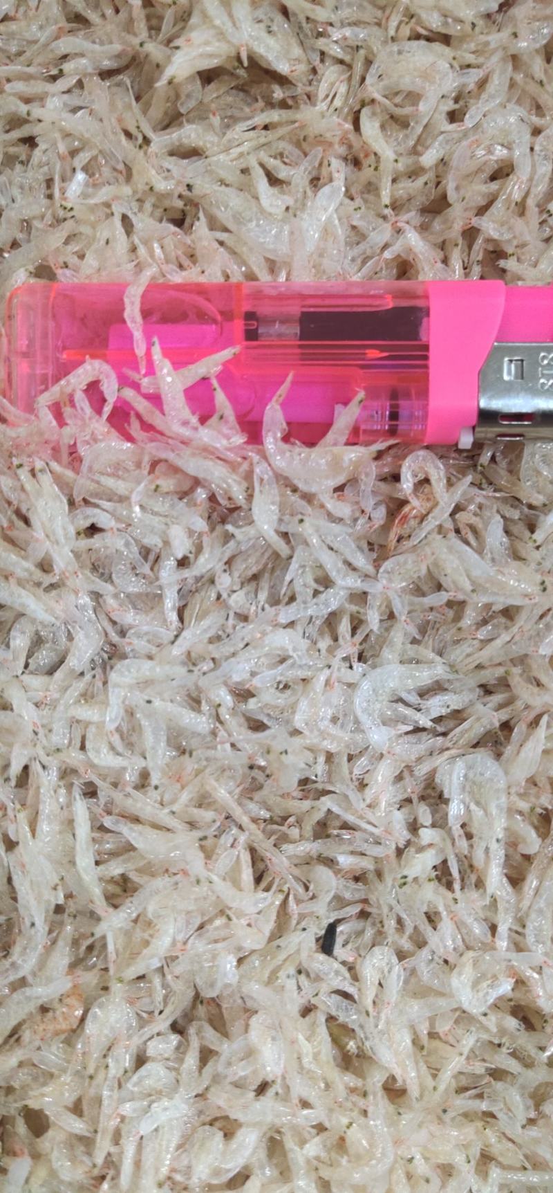 广东新鲜烘干生虾皮，足干，白净，煲汤鲜美放心食用