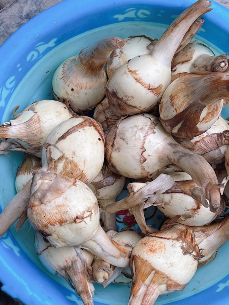 推荐，精品慈菇，颜色白，几乎没有水秀，价格优，货源充足