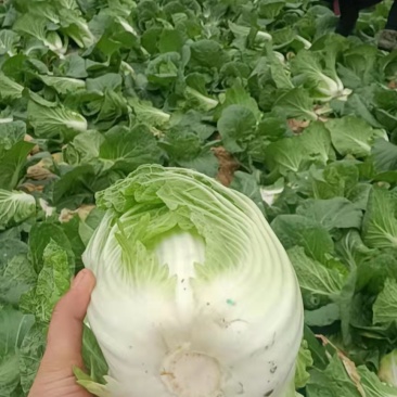白菜，黄心白菜，大白菜，个头均匀，颜色清秀，4-6斤