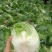 白菜，黄心白菜，大白菜，个头均匀，颜色清秀，4-6斤