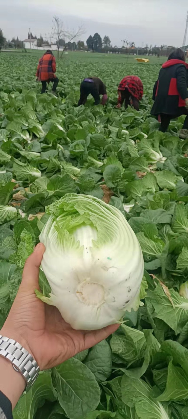 白菜，黄心白菜，大白菜，个头均匀，颜色清秀，4-6斤