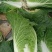 白菜，黄心白菜，大白菜，个头均匀，颜色清秀，4-6斤