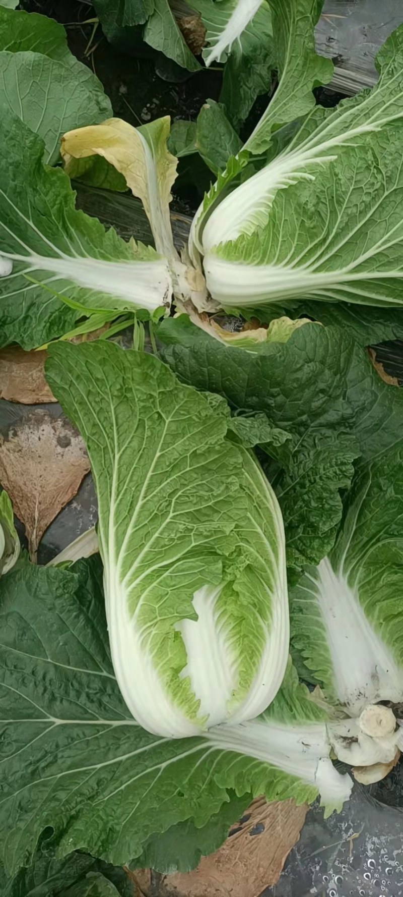 白菜，黄心白菜，大白菜，个头均匀，颜色清秀，4-6斤