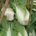 白菜，黄心白菜，大白菜，个头均匀，颜色清秀，4-6斤