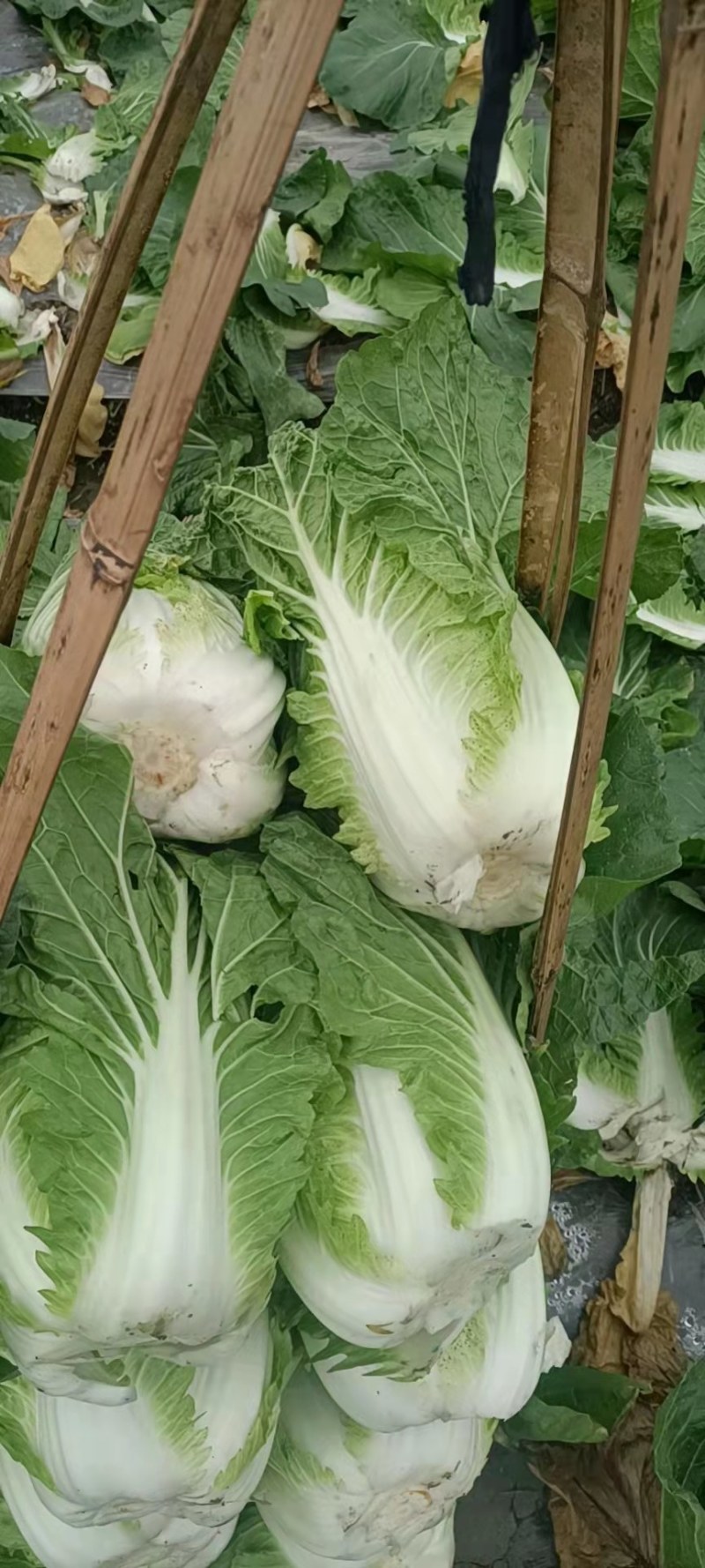 白菜，黄心白菜，大白菜，个头均匀，颜色清秀，4-6斤