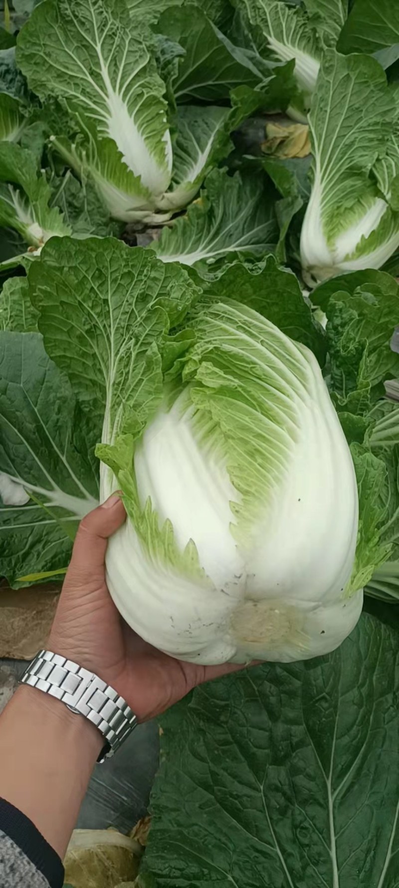 白菜，黄心白菜，大白菜，个头均匀，颜色清秀，4-6斤