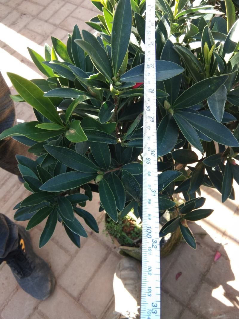 茶花四季杜鹃茶